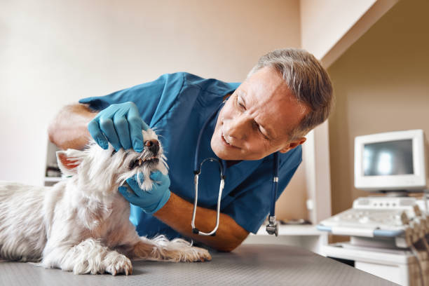 Best Emergency Dental Care for Sports Injuries in Churchill, MT
